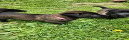 Belgian Malinois dogs for sale: Raven - Ad 3