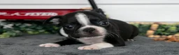 Boston Terrier dogs for sale: Mr. Goodbar - Ad 3
