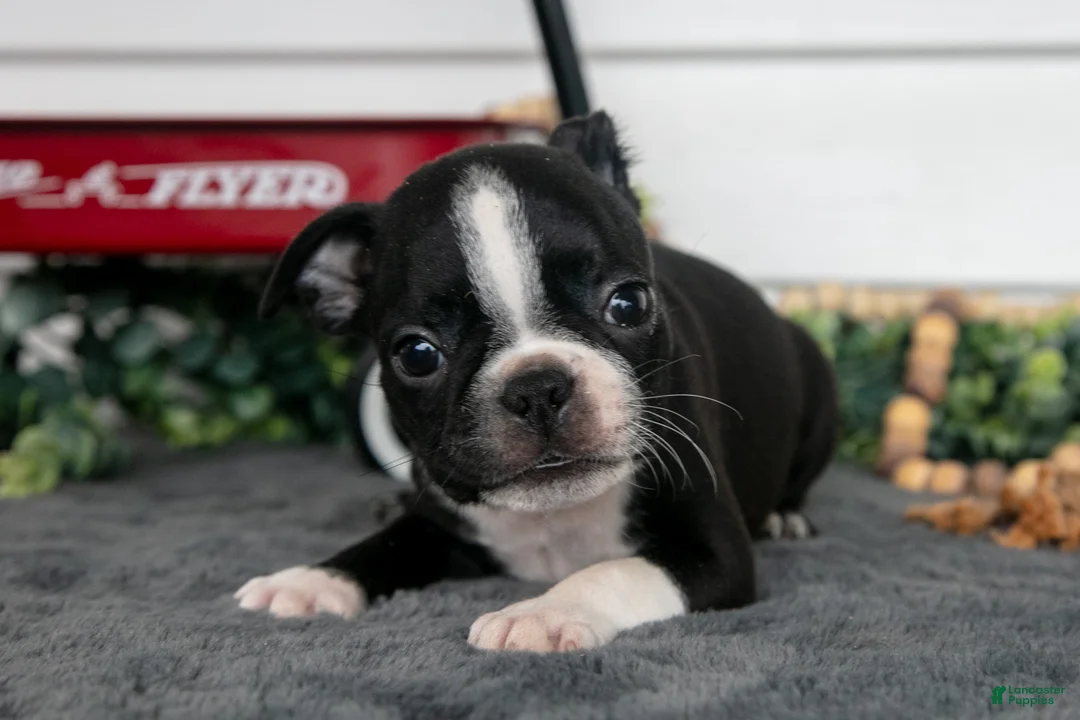 Boston Terrier dogs for sale: Mr. Goodbar - Ad 3