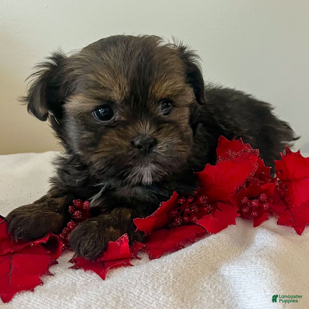 Shorkie dogs for sale: Herbie - Ad 2