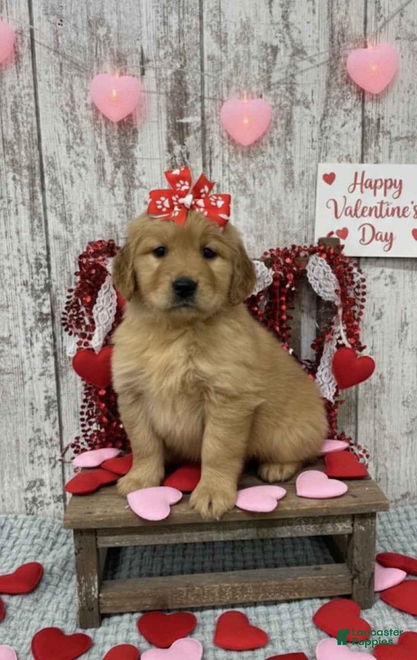 Golden Retriever dogs Golden Retriever Puppy 5 - Ad 34