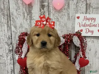 Golden Retriever dogs Golden Retriever Puppy 5 - Ad 34