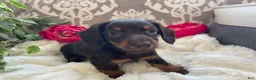 Miniature Dachshund dogs for sale: Conner - Ad 7