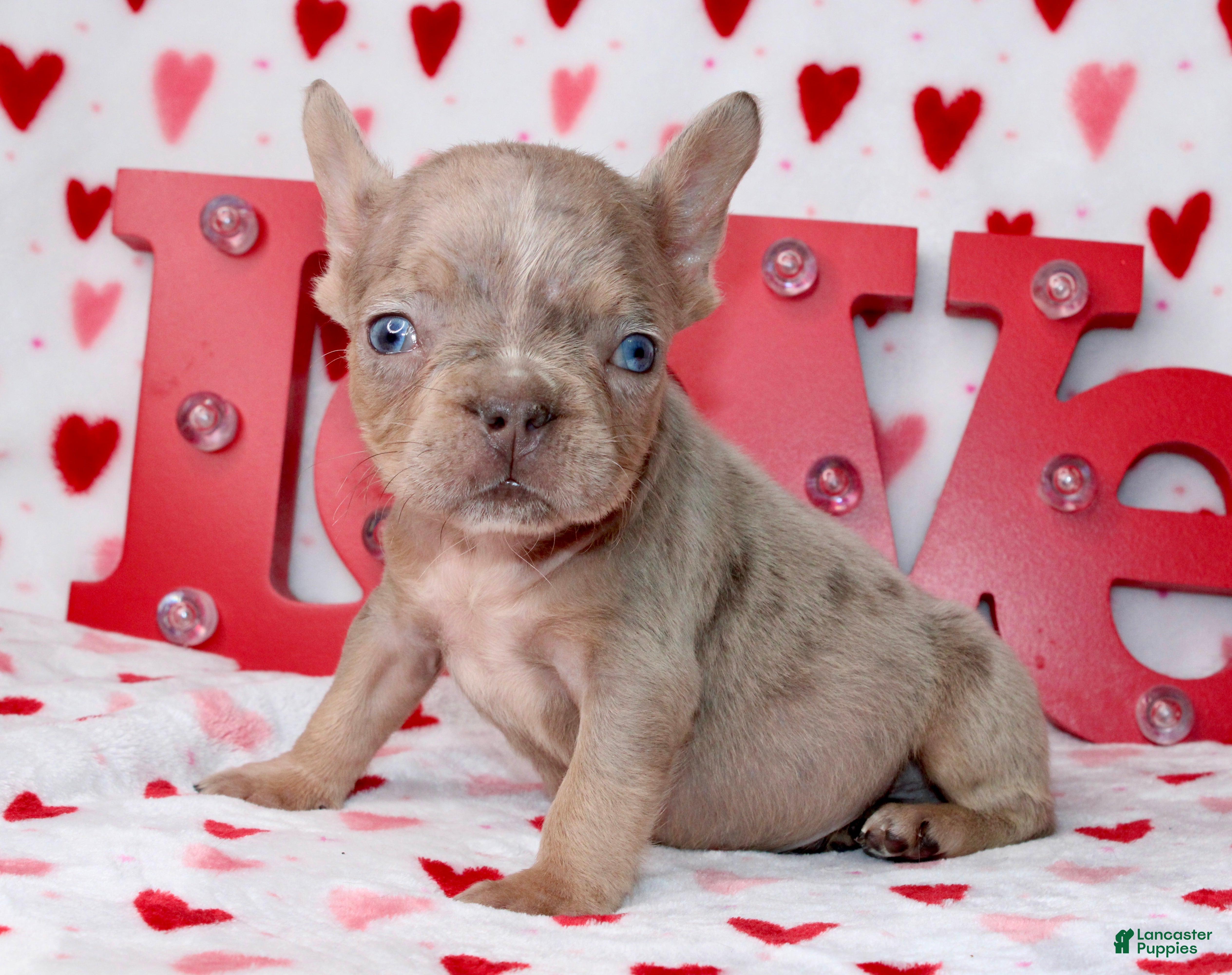 French Bulldog dogs Brody - Ad 9