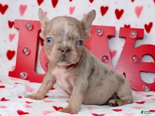 French Bulldog dogs Brody - Ad 9