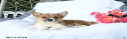 Welsh Corgi Pembroke dogs for sale: Kora - Ad 5
