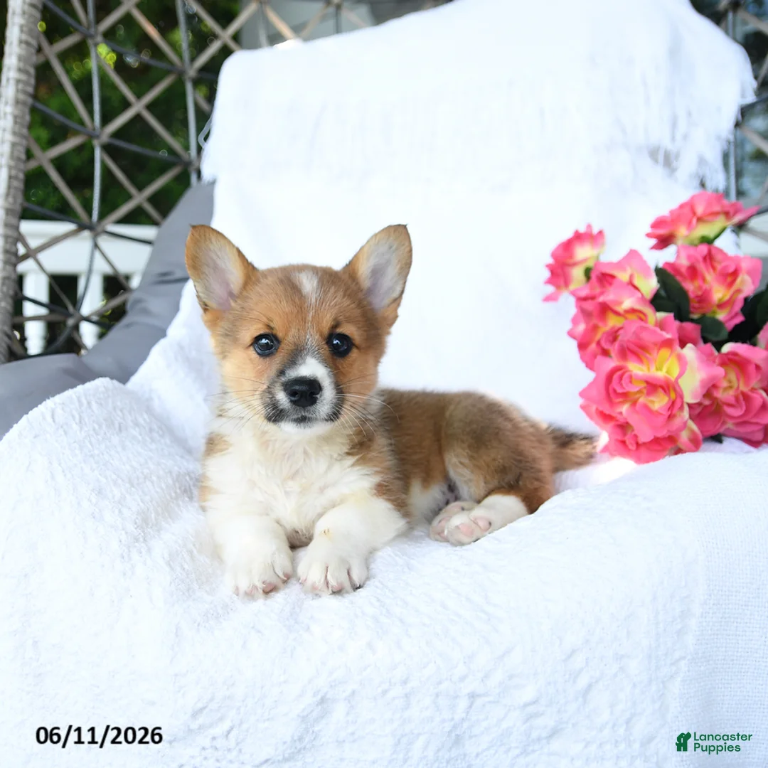 Welsh Corgi Pembroke dogs for sale: Kora - Ad 5