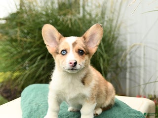 Welsh Corgi Pembroke dogs Kace - Ad 19