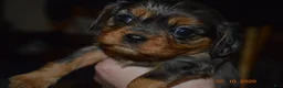 Cavalier King Charles Spaniel dogs for sale: Cavalier King Charles Spaniel Puppy 4 - Jasmine - Ad 6