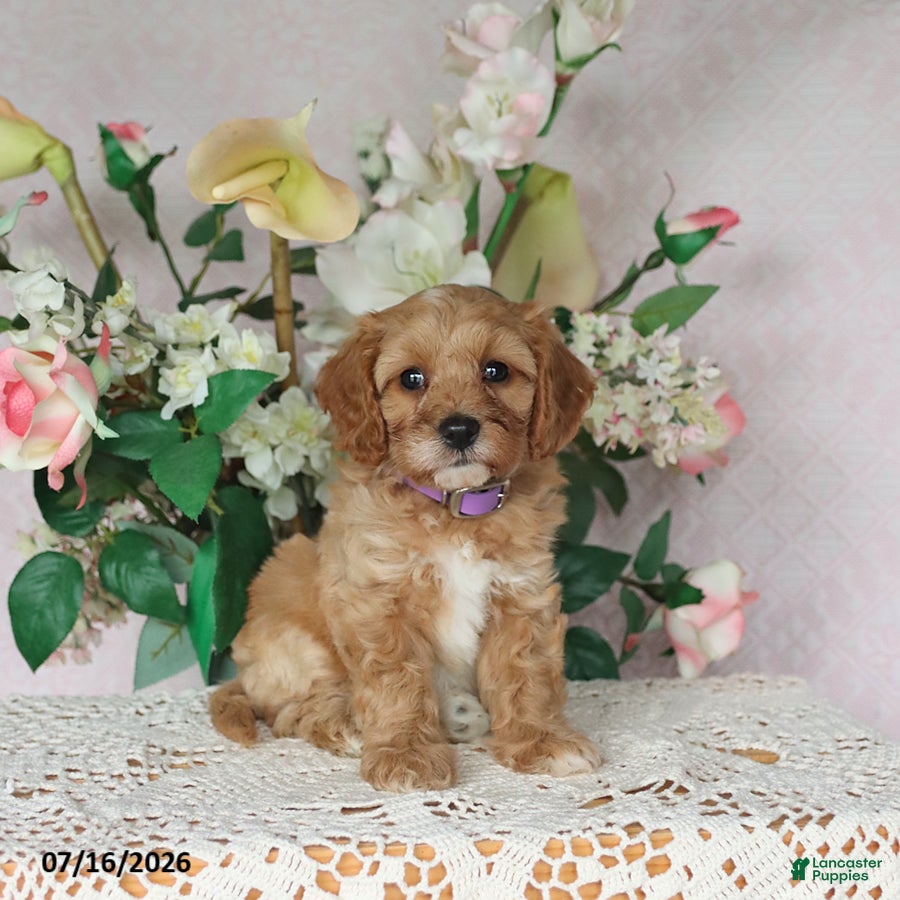 Cavapoo dogs for sale: Lila  - Ad 4
