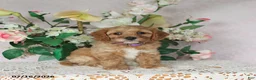 Cavapoo dogs for sale: Lila  - Ad 1