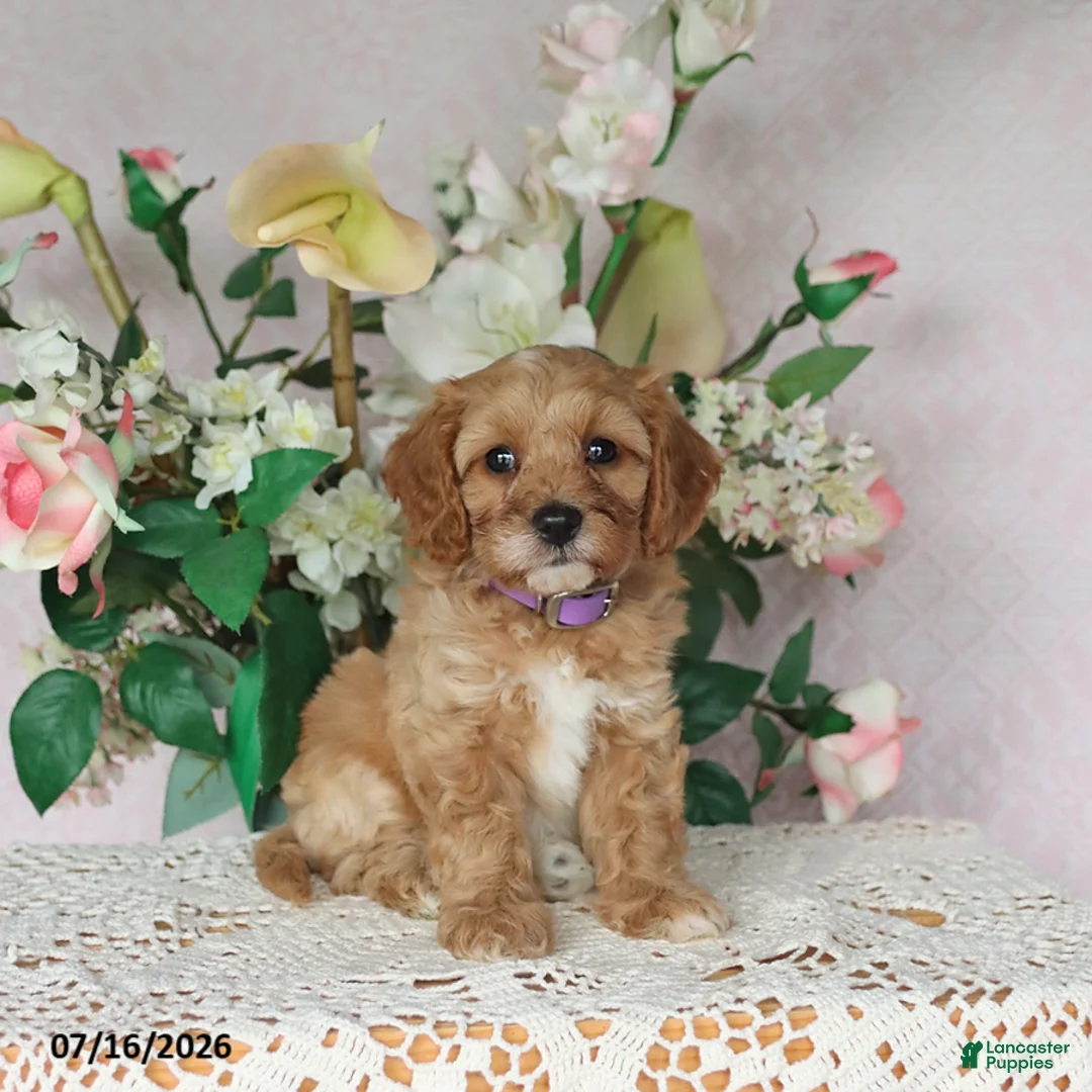 Cavapoo dogs for sale: Lila  - Ad 1