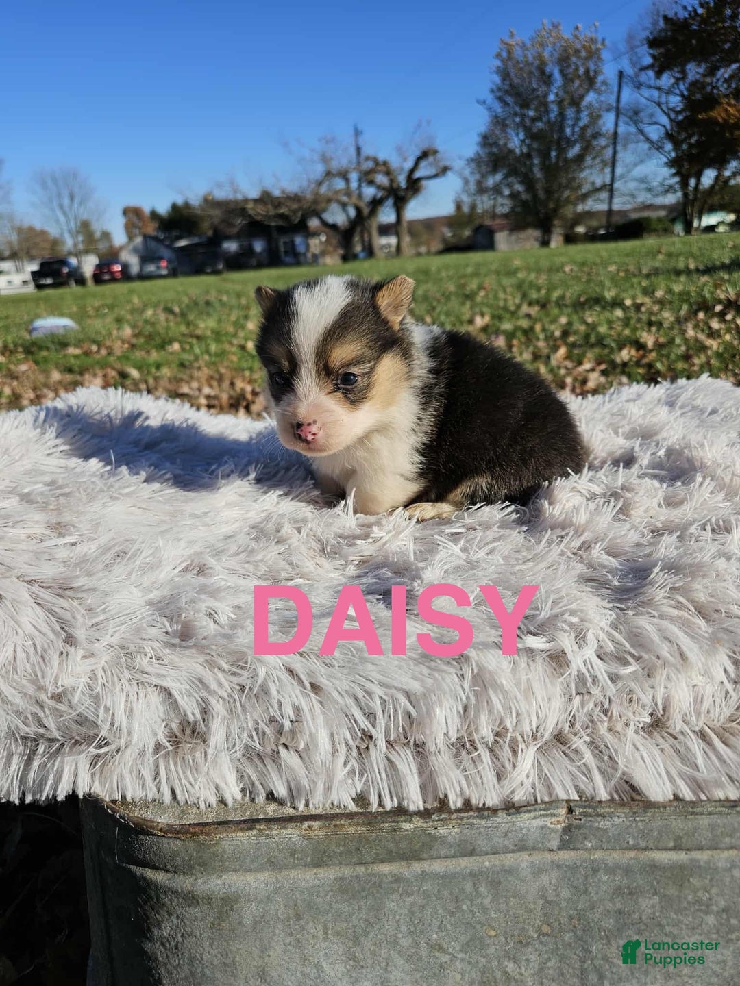 American Corgi dogs for sale: American Corgi Puppy 8 - Ad 1