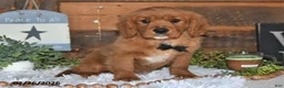Miniature Golden Retriever dogs for sale: Poochy - Ad 4