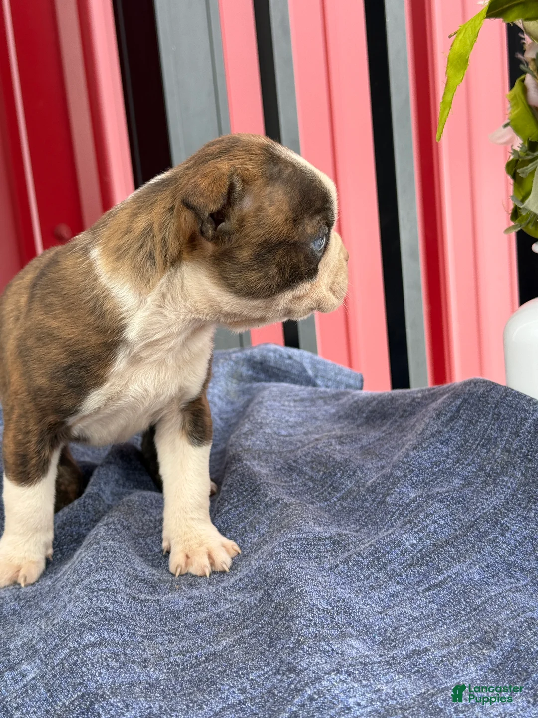 Boston Terrier dogs for sale: Bert - Ad 3