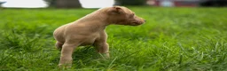 Miniature Pinscher dogs for sale: ARCHIE - Ad 3