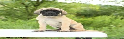 English Mastiff dogs for sale: Moose - Ad 5