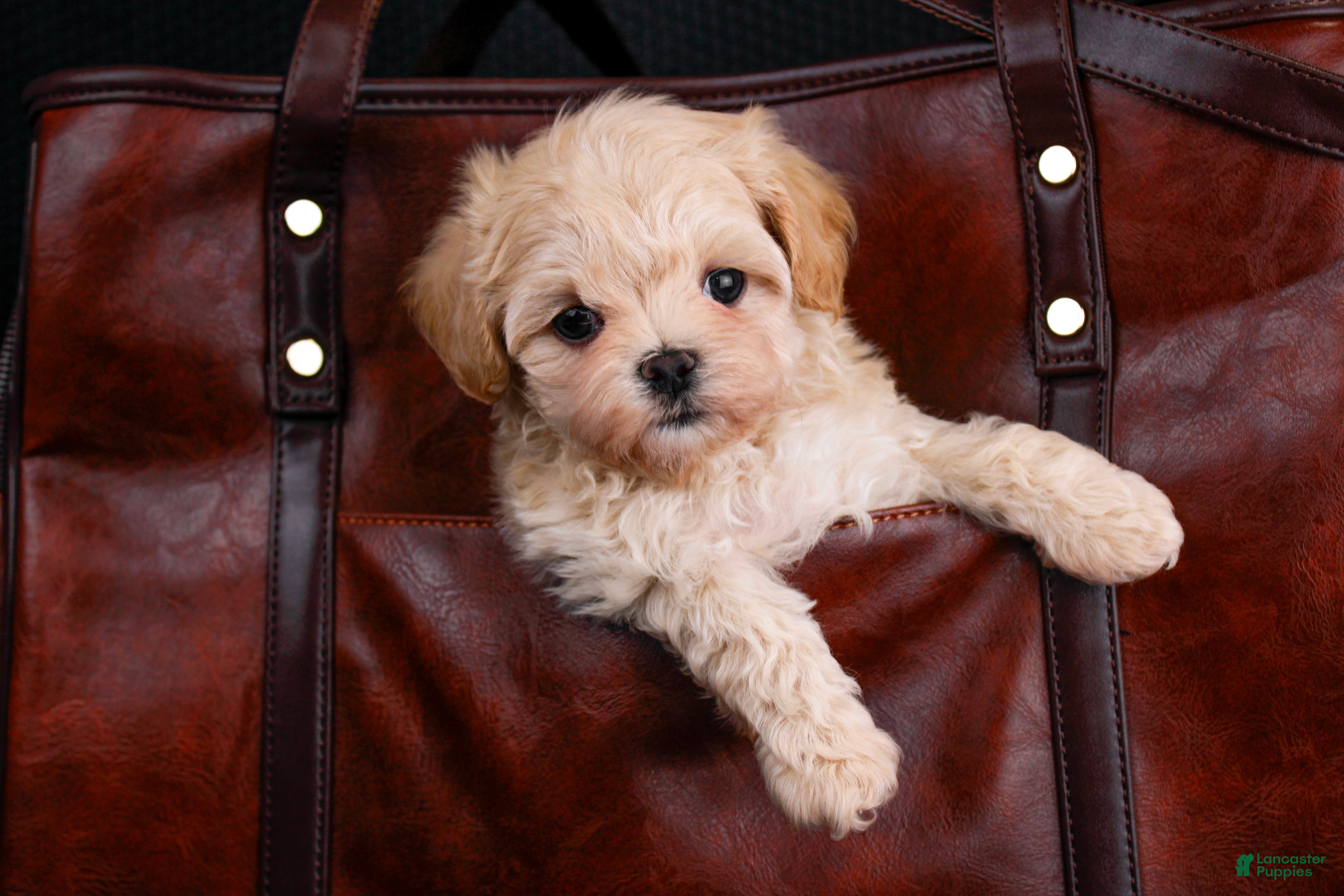 Maltipoo dogs Cricket - Ad 2
