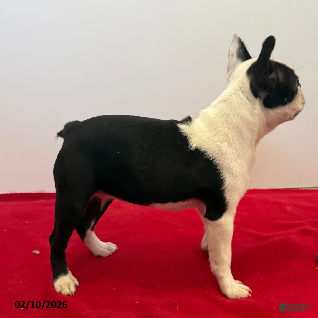 Boston Terrier dogs for sale: Lori - Ad 5