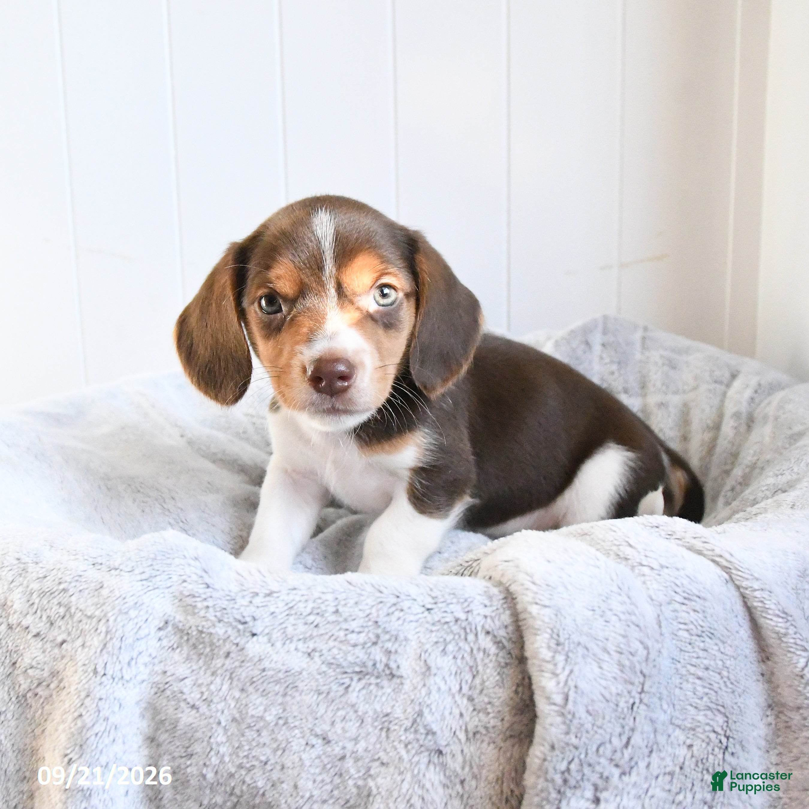 Mixed Breed dogs Carmel - Ad 2