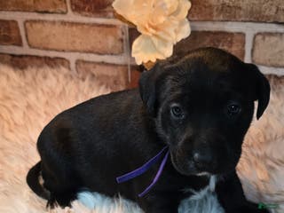 Mixed Breed dogs Luna - Ad 8