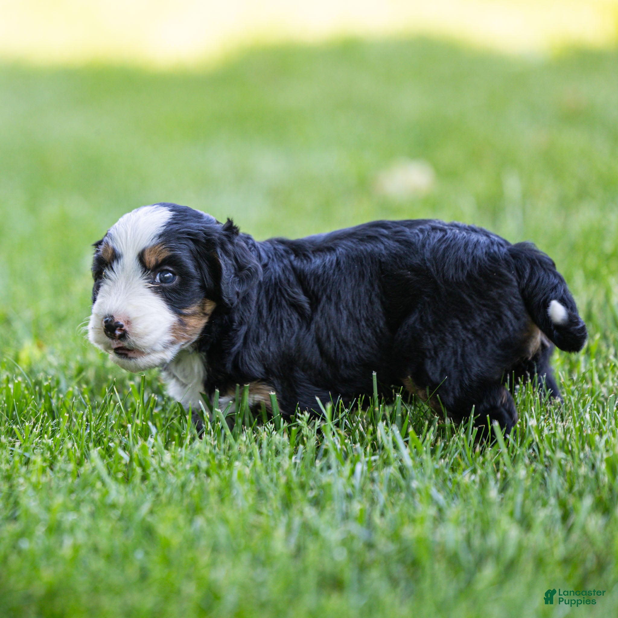 Bernedoodle dogs Pippa Bernedoodle Puppy  - Ad 2