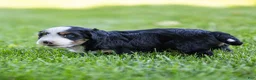 Bernedoodle dogs for sale: Pippa Bernedoodle Puppy  - Ad 2