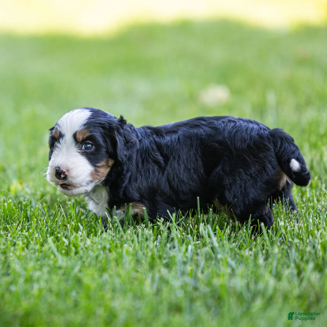 Bernedoodle dogs for sale: Pippa Bernedoodle Puppy  - Ad 2
