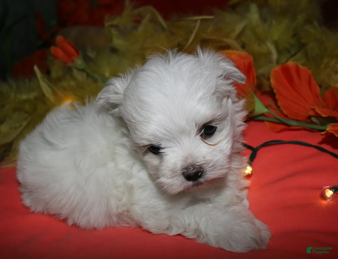 Maltese dogs for sale: Casper - Ad 2