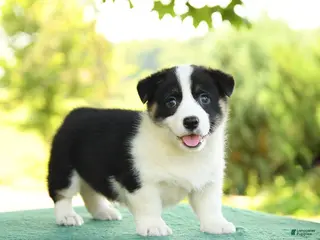 Welsh Corgi Pembroke dogs for sale: Jackson - Ad 2