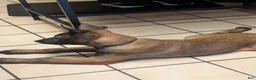 Belgian Malinois dogs for sale: Belgian Malinois 3 - Ad 4