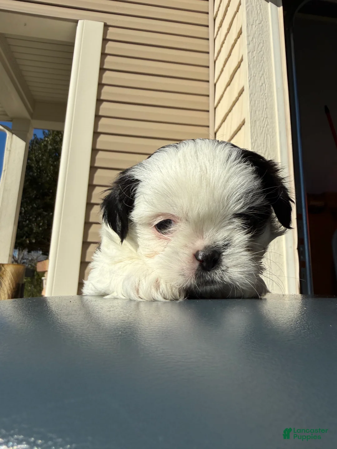 Shih Tzu dogs for sale: Shih Tzu Puppy 1 - Ad 8
