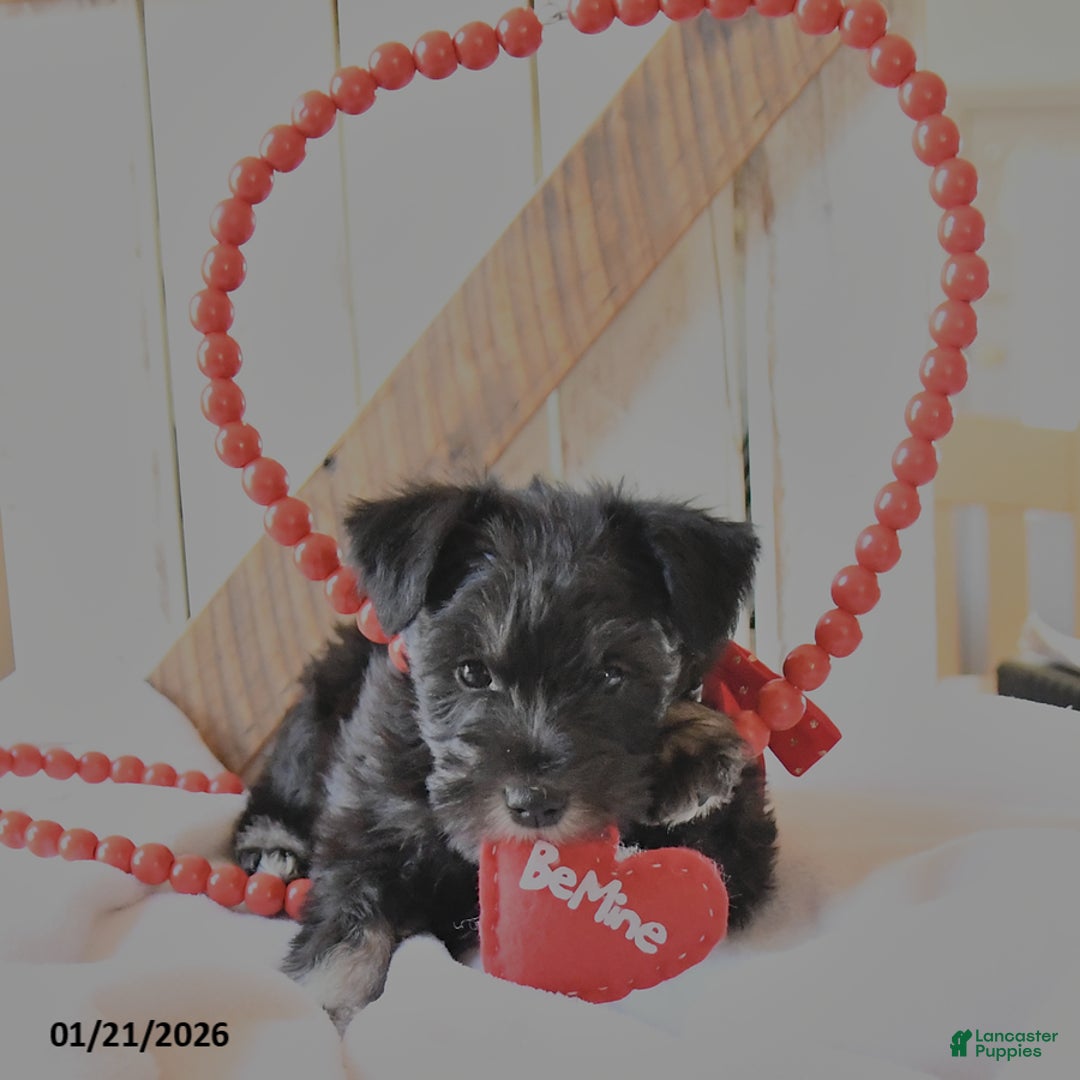 Miniature Schnauzer dogs for sale: Peanut  - Ad 3