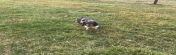 Miniature Dachshund dogs for sale: Brian - Ad 7