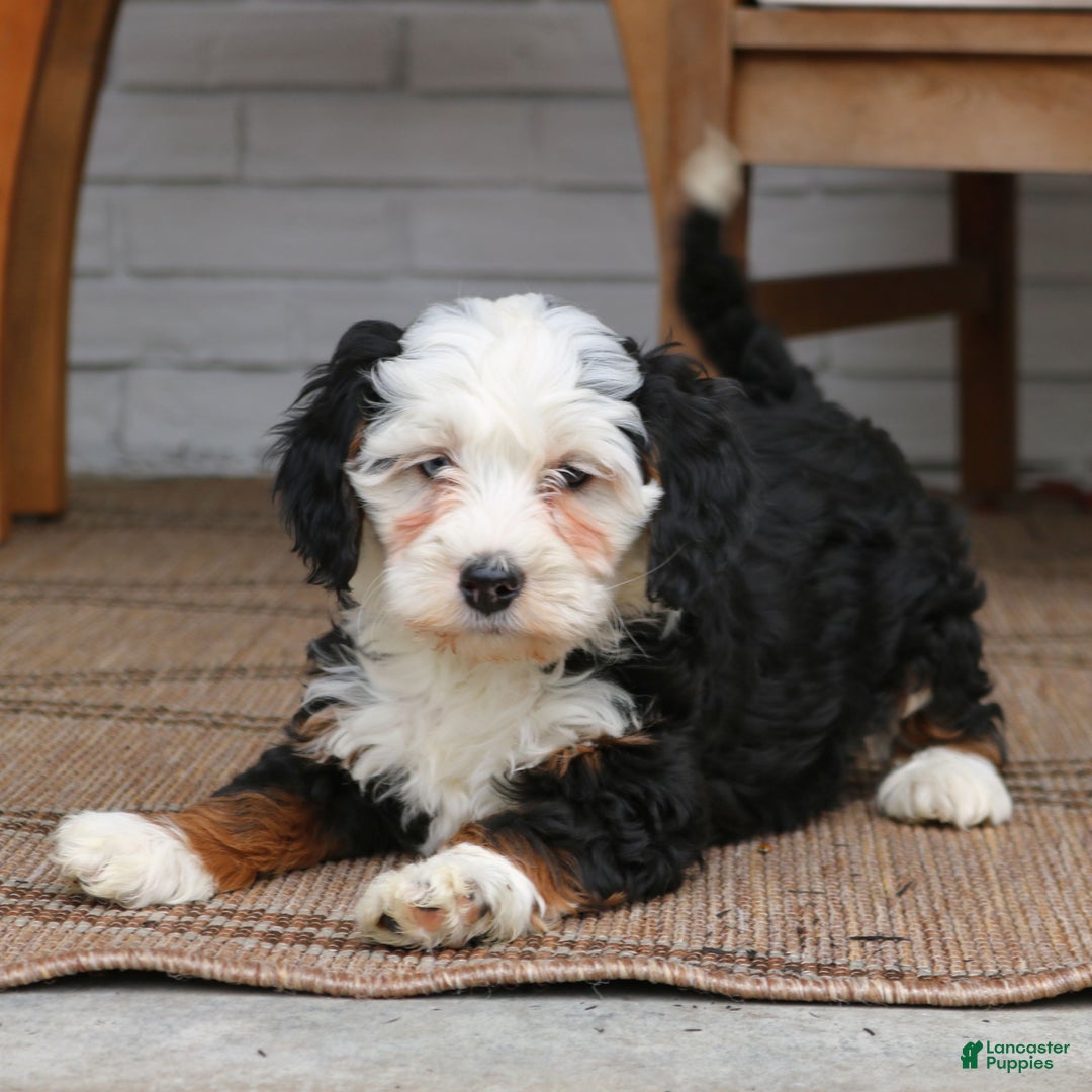 Mini Bernedoodle dogs for sale: Riker  - Ad 2