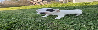 American Pit Bull Terrier Puppy 2
