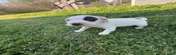 American Pit Bull Terrier dogs for sale: American Pit Bull Terrier Puppy 2 - Ad 1