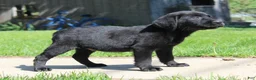 Labrador Retriever dogs for sale: Labrador Retriever Winston - Ad 5