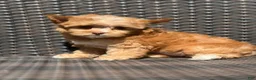 Yorkshire Terrier dogs for sale: Mina - Ad 4