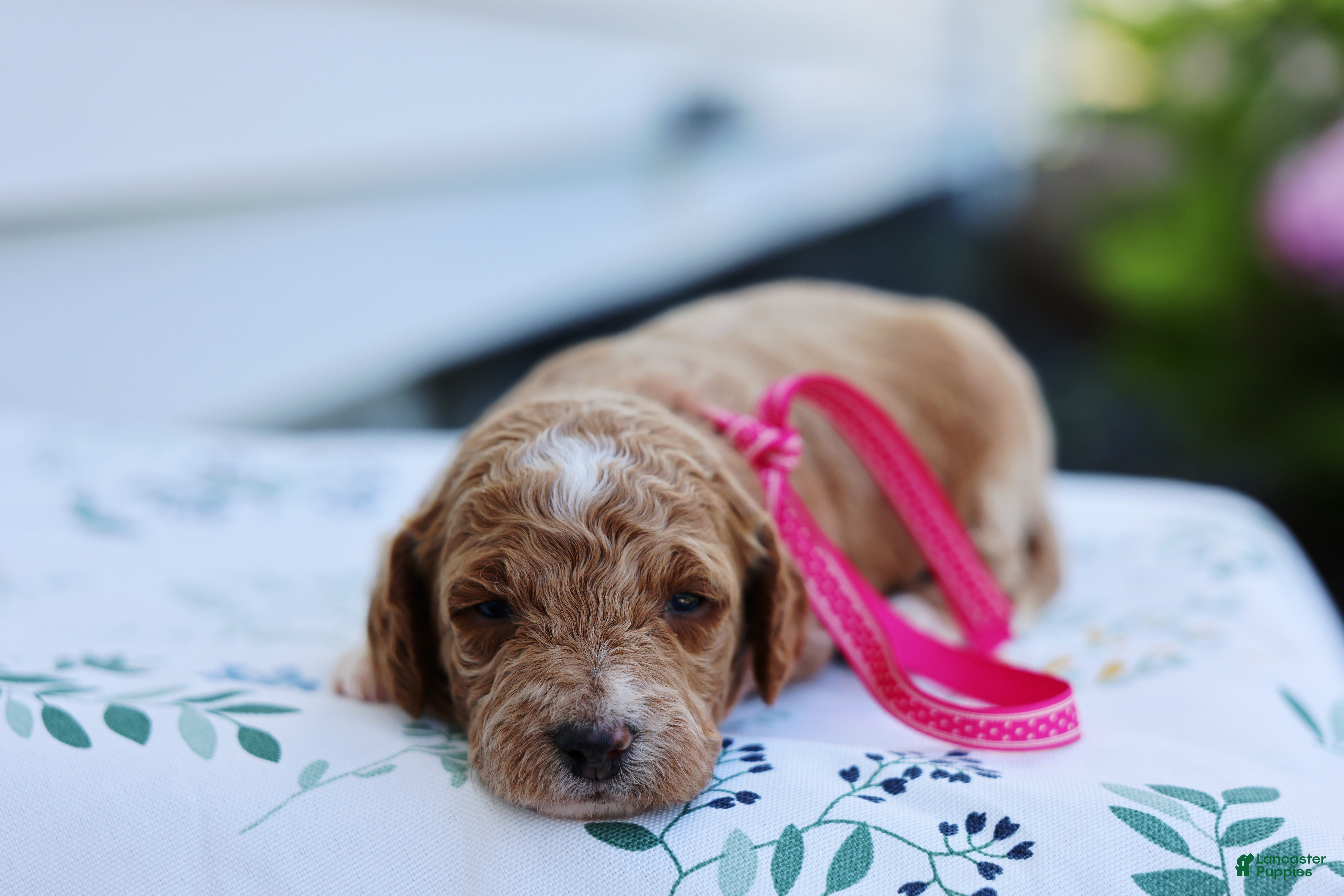 Mini Goldendoodle dogs Summer - Ad 2