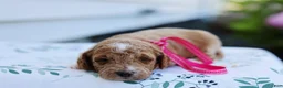 Mini Goldendoodle dogs for sale: Summer - Ad 6
