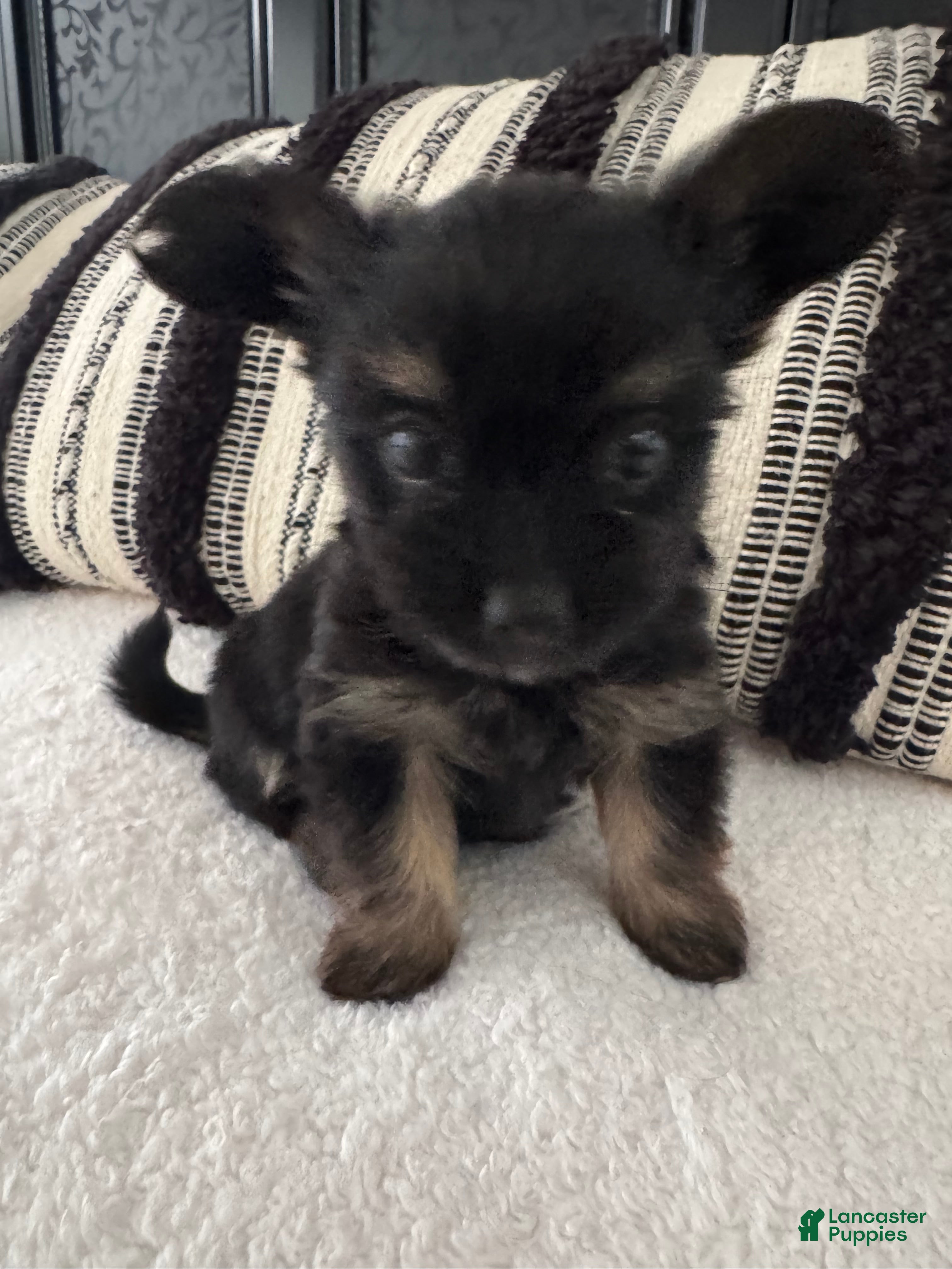 Chorkie dogs Chorkie Puppy 2 - Ad 15