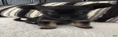 Chorkie Puppy 2