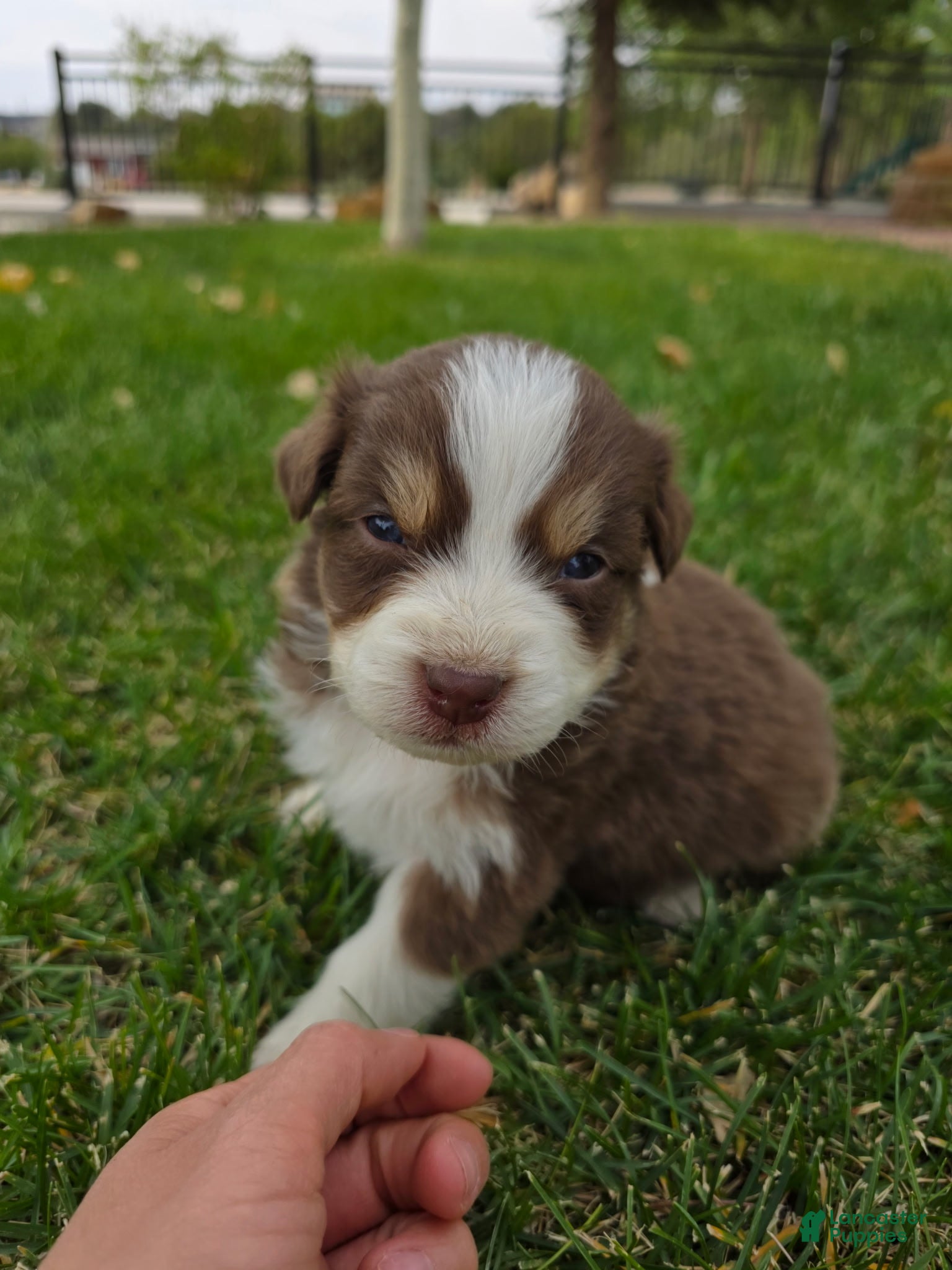 Australian Shepherd dogs Bruno Red tri - Ad 2
