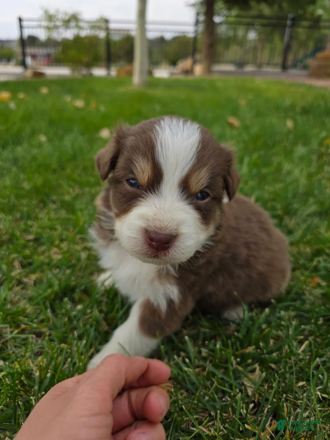 Australian Shepherd dogs for sale: Bruno Red tri - Ad 2