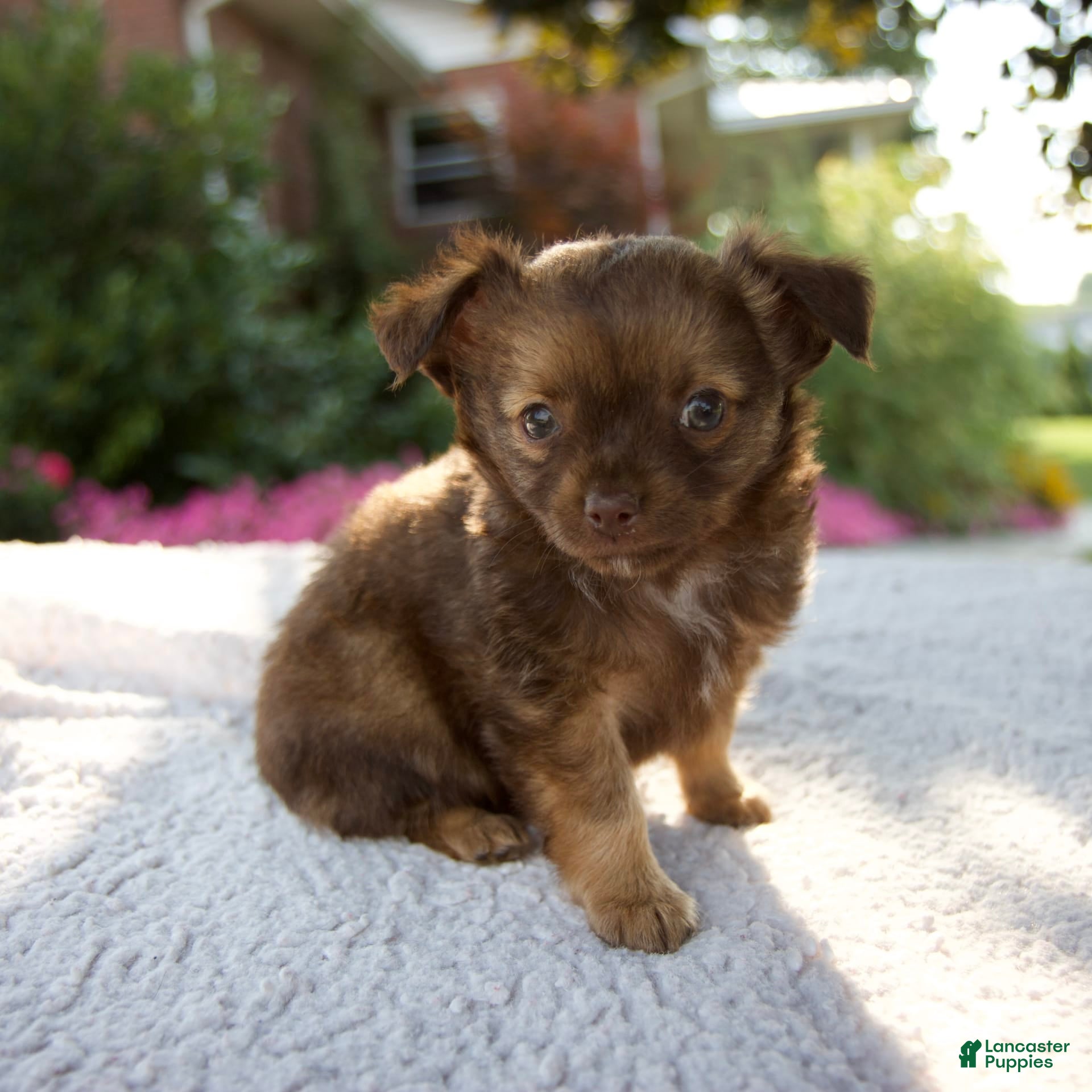 Puppy Milk Powder Rose-Hip Vital Canine Powder - Joint Health Supplement For Dogs (Anti-Inflammatory, 150g) Dog Powder