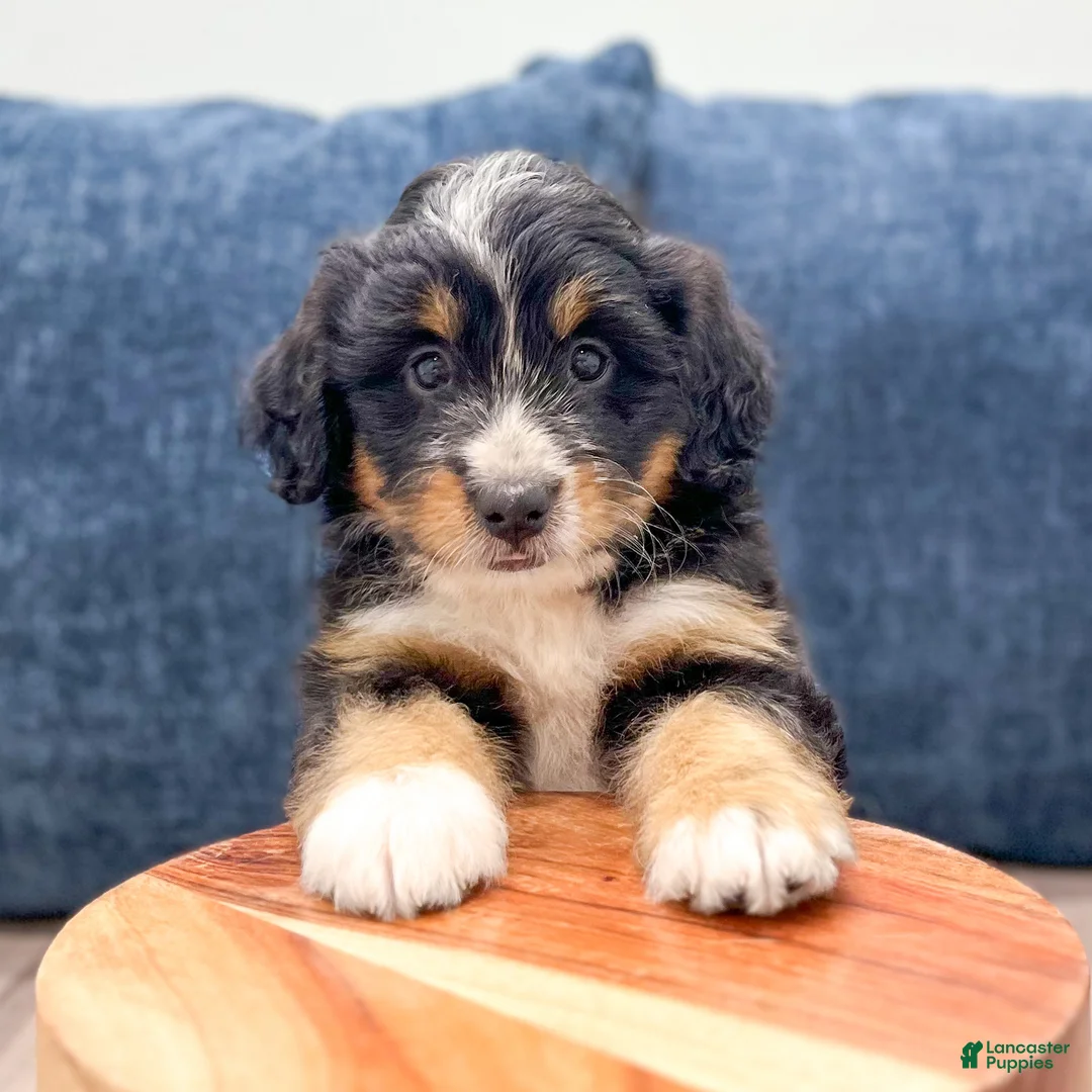 Mini Bernedoodle dogs for sale: Trixie - Ad 2