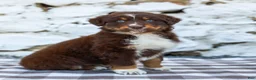 Australian Shepherd dogs for sale: Maple - Ad 2