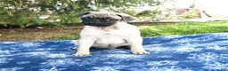 Pug dogs for sale: Cookie - Ad 4