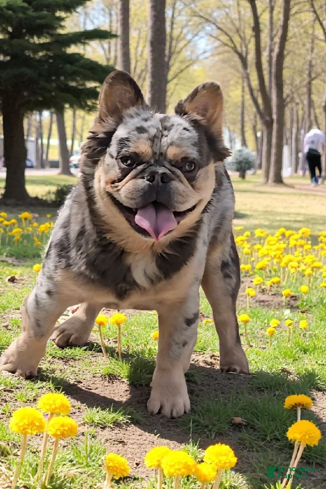 French Bulldog dogs for stud: French Bulldog 1 puppies - Ad 1